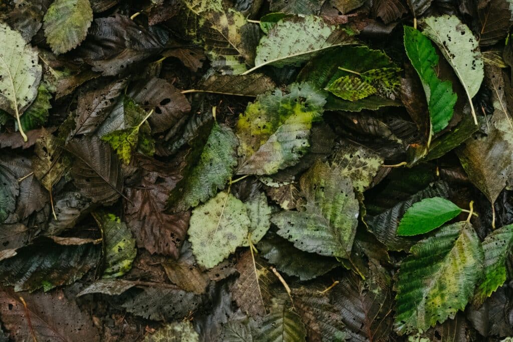 The current image has no alternative text. The file name is: jesse-bauer-dHpiK9gizo0-unsplash-1-scaled.jpg
