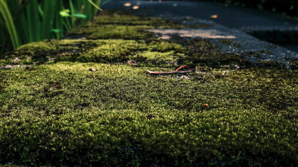 The current image has no alternative text. The file name is: neal-ornido-BGfoy7l5Iy8-unsplash-scaled.jpg