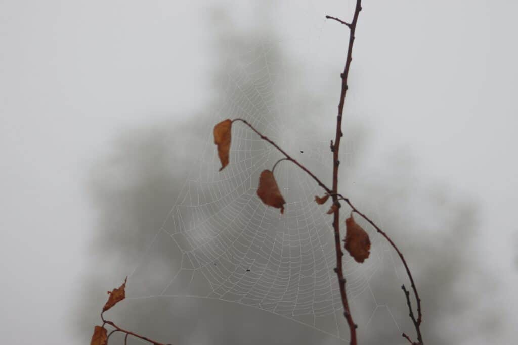 The current image has no alternative text. The file name is: anees-ur-rehman-0JDEXKuIWhs-unsplash-1-scaled.jpg